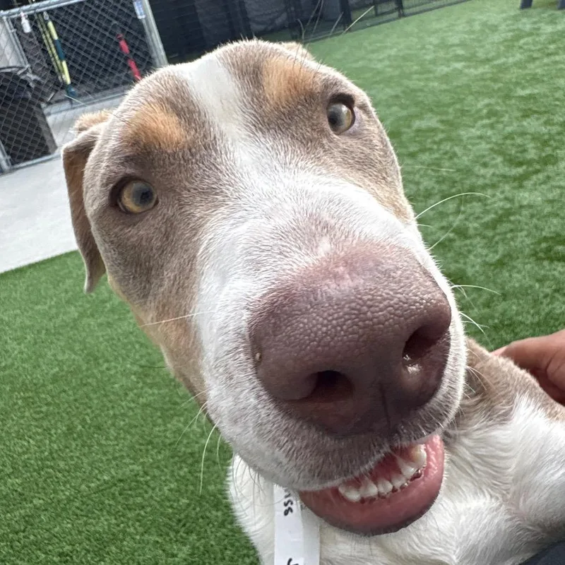 A young medium-sized male Brown / Chocolate Mixed Breed dog named Musketeer for adoption in Matteson, IL