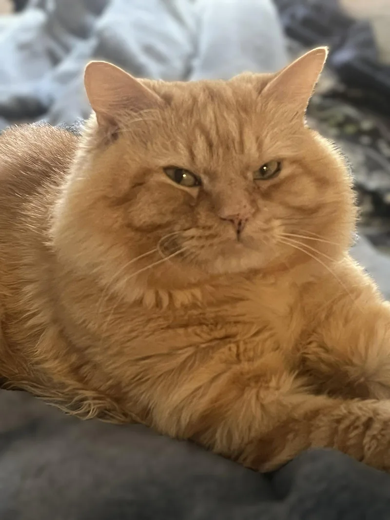 Teddy