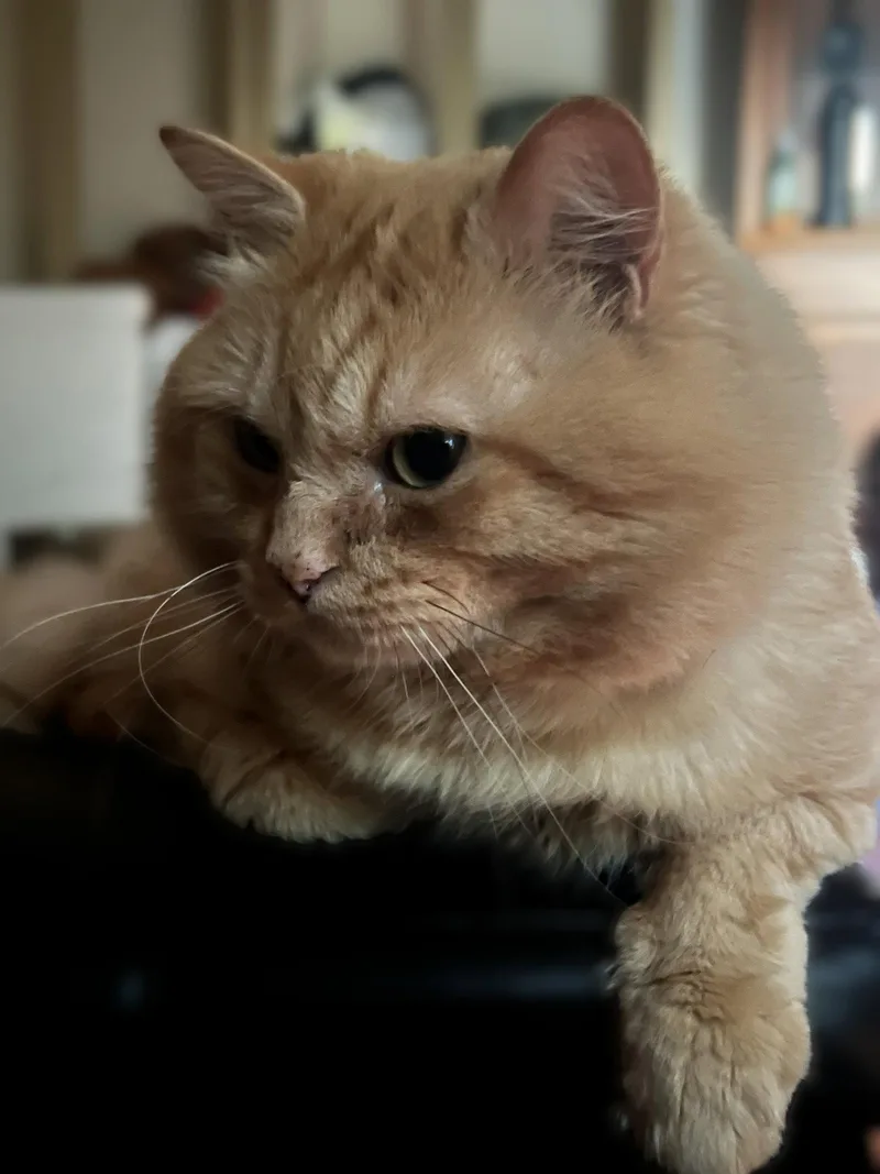 Teddy thumbnail 3