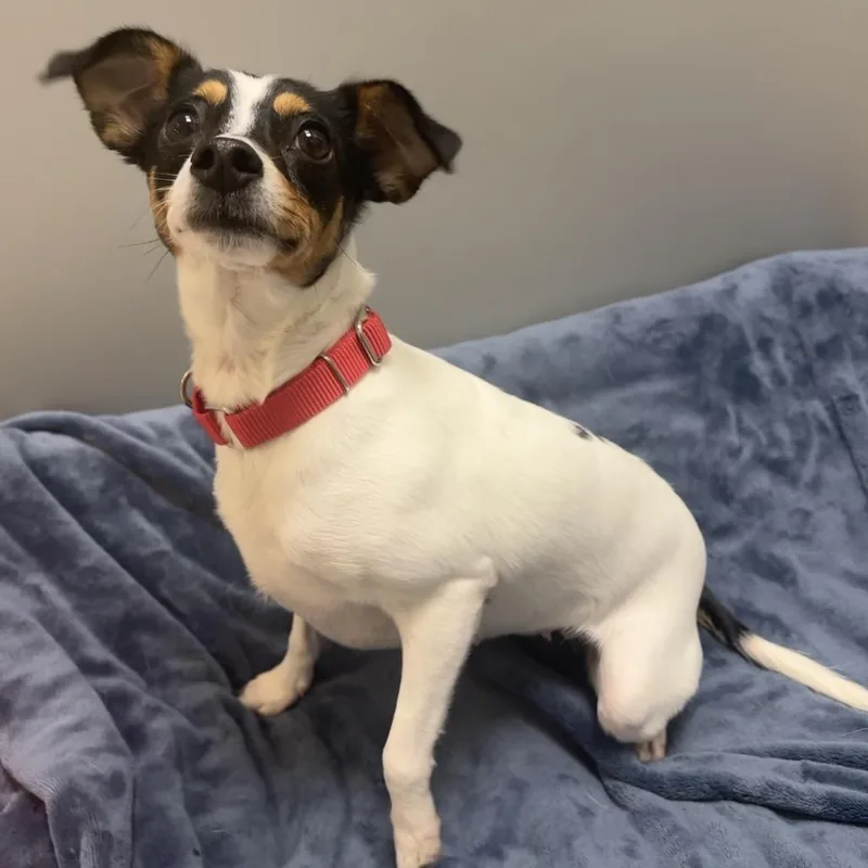 An adult small-sized female White / Cream Mixed Breed dog named Menro for adoption in Washington Township, OH