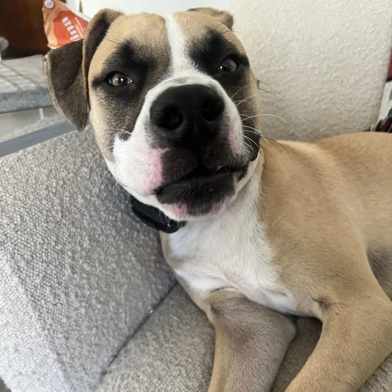 An adult medium-sized male Yellow / Tan / Blond / Fawn Boxer dog named Apache Kid for adoption in Austin, TX