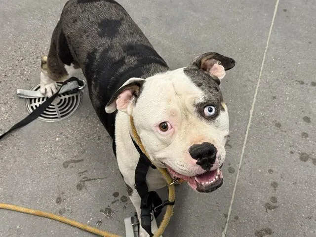 An adult medium-sized male English Bulldog dog named Rex for adoption in Mesa, AZ