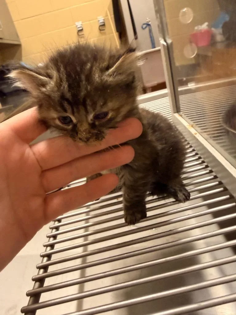 A baby small-sized female Domestic Long Hair cat named Moley for adoption in Douglasville, GA