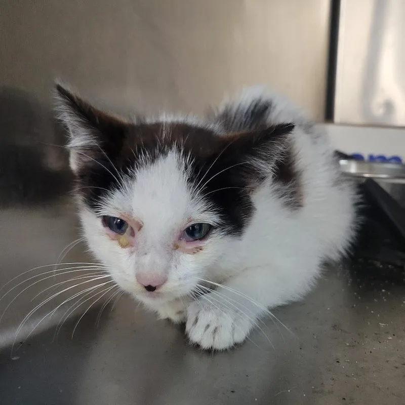 A baby small-sized male Black Domestic Short Hair cat named Super Mario for adoption in Westminster, CA