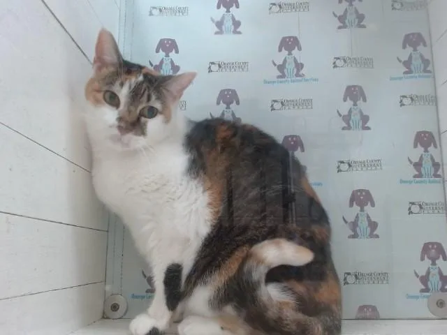 Kandy