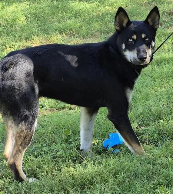 A young large-sized male Husky dog named Loki for adoption in San Antonio, TX