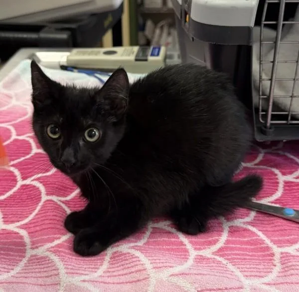 A baby medium-sized female Domestic Medium Hair cat named Painted Lady for adoption in Oakland, CA