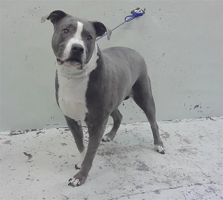 A senior medium-sized male Staffordshire Bull Terrier dog named Ash for adoption in Houston, TX