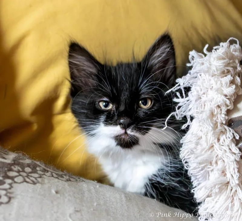 A baby small-sized female Domestic Long Hair cat named Alto for adoption in Kettering, OH