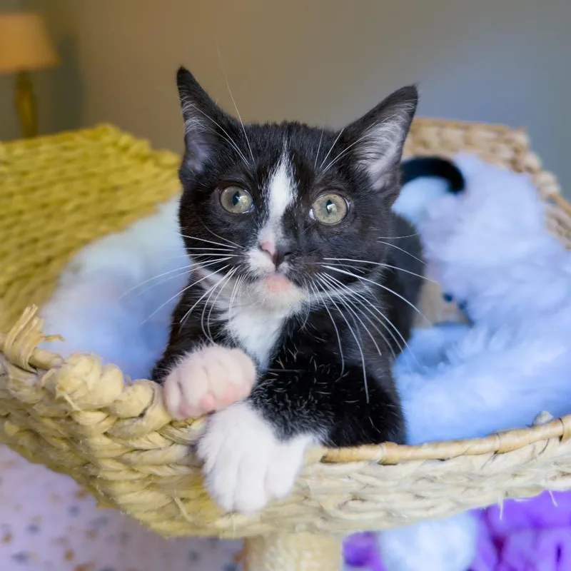 A baby small-sized female Domestic Short Hair cat named Girl! for adoption in Normal, IL