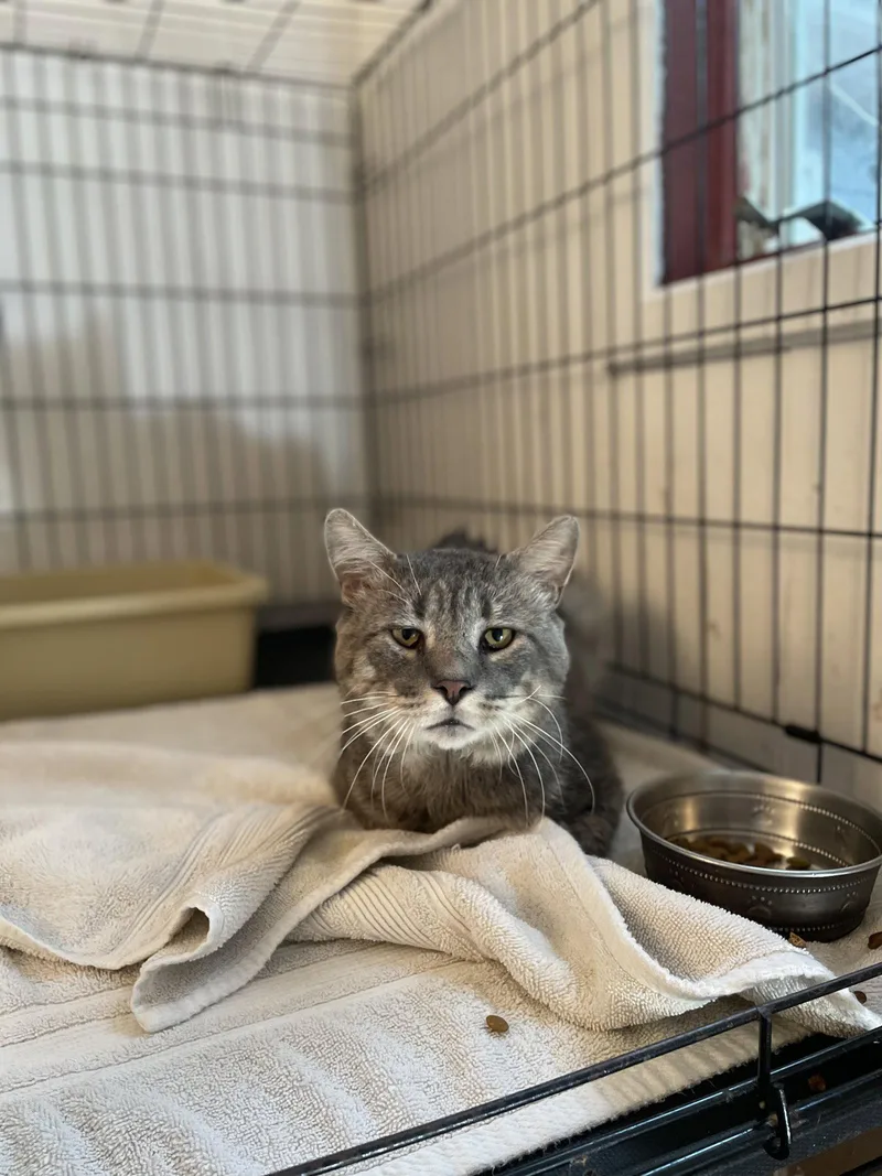 An adult extra large-sized male Domestic Short Hair cat named Rossco for adoption in Trenton, NJ