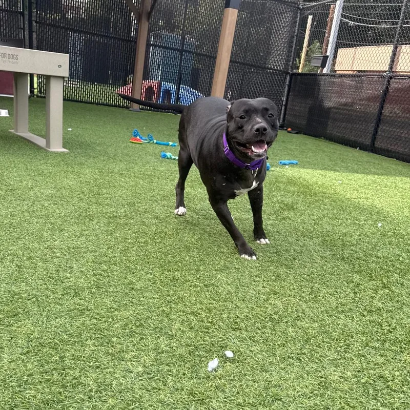 An adult large-sized female Mixed Breed dog named Zoey for adoption in Pittsburgh, PA