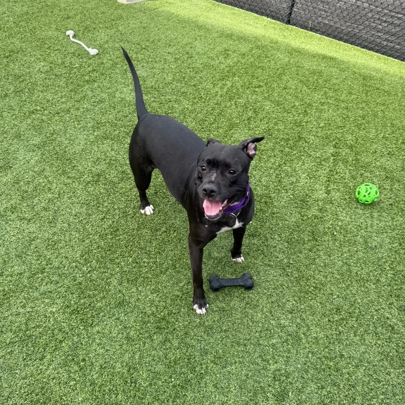 Zoey thumbnail 6