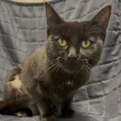 A young small-sized female Domestic Short Hair cat named Sandy for adoption in Janesville, WI