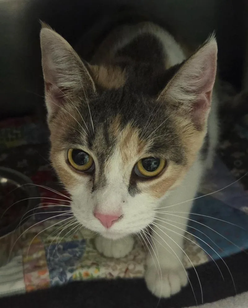 A young medium-sized female Domestic Short Hair cat named Loaf for adoption in Olean, NY