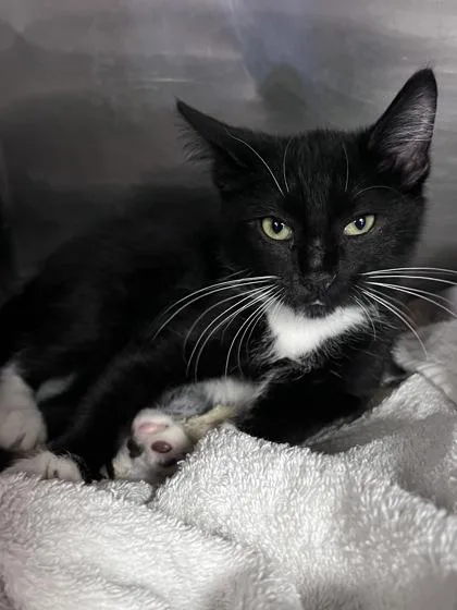 A baby small-sized female Domestic Short Hair cat named Colorado for adoption in Houston, TX