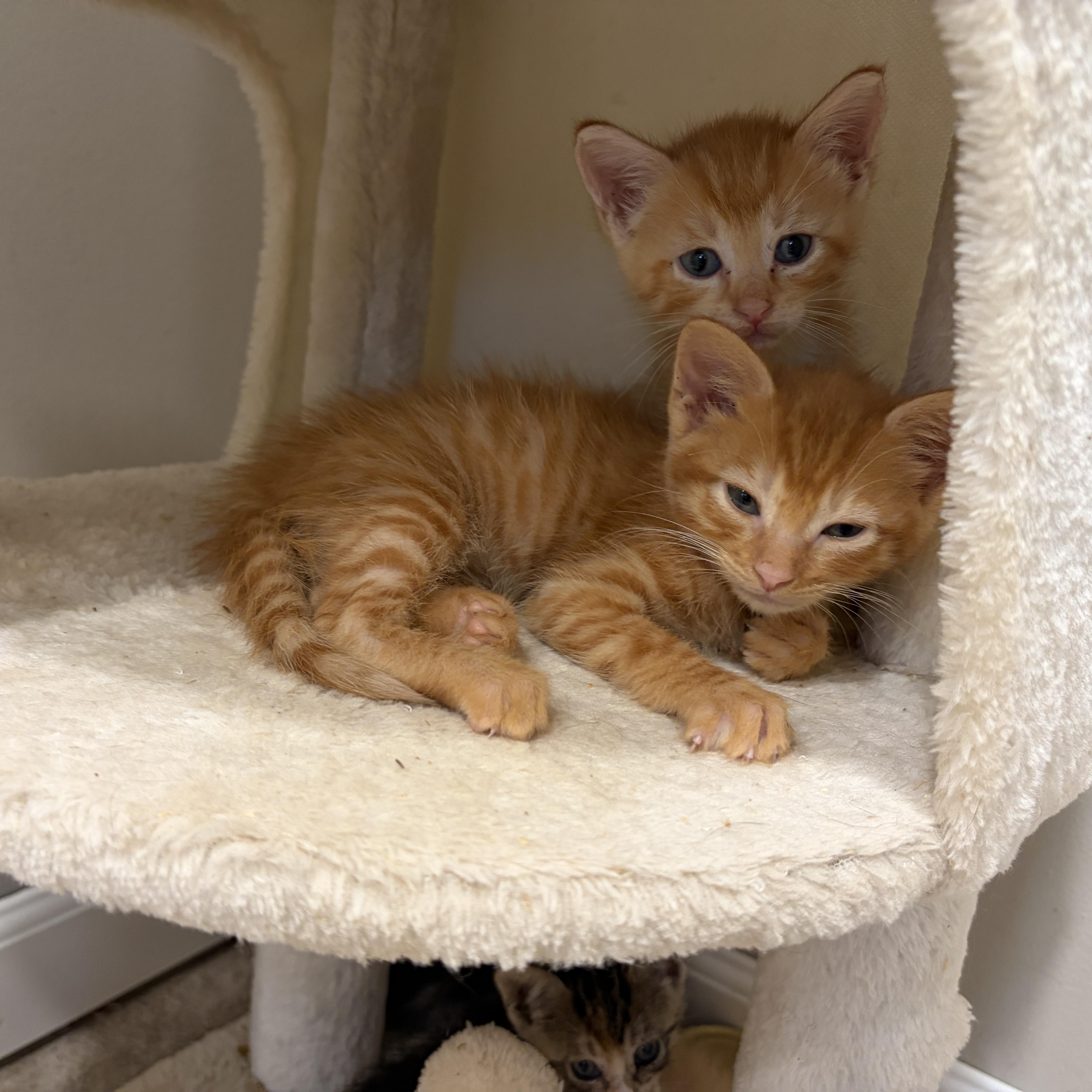 A baby medium-sized male Orange / Red Domestic Short Hair cat named Dorito for adoption in Moriches, NY