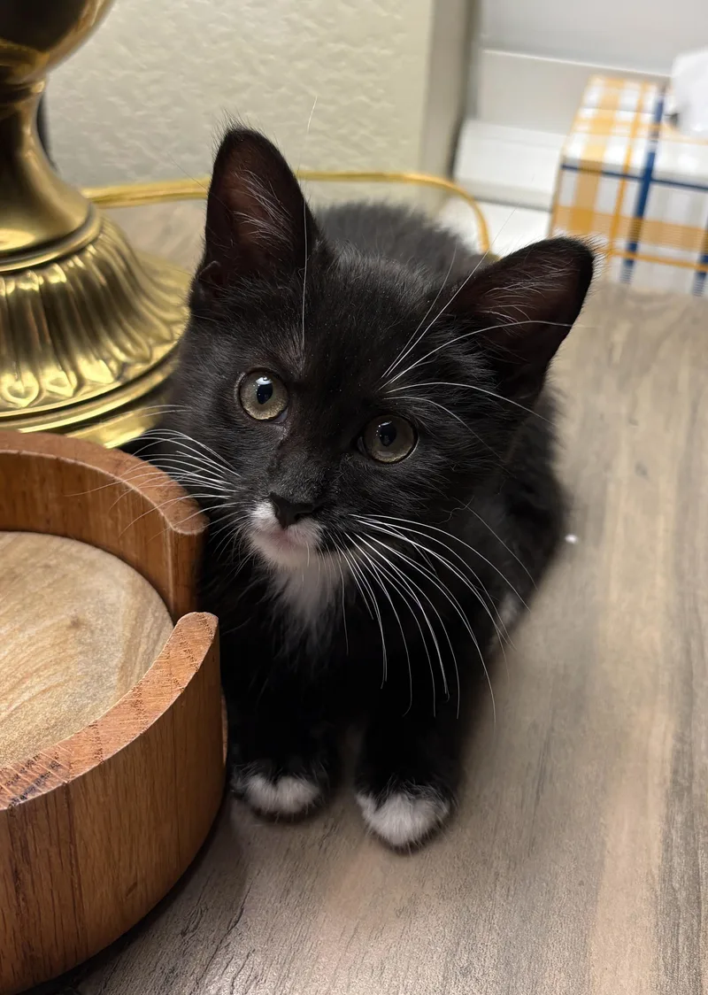 A baby medium-sized female Black & White / Tuxedo Manx cat named Bunny for adoption in Fort Worth, TX