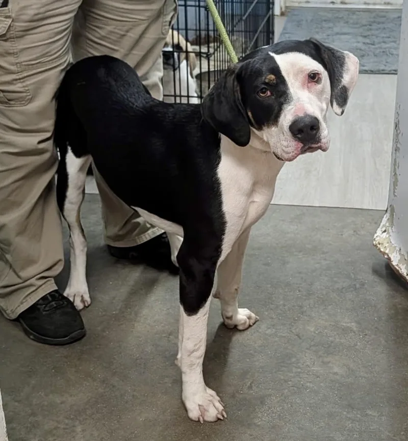 A young medium-sized male Hound dog named Joe for adoption in Petersburg, VA