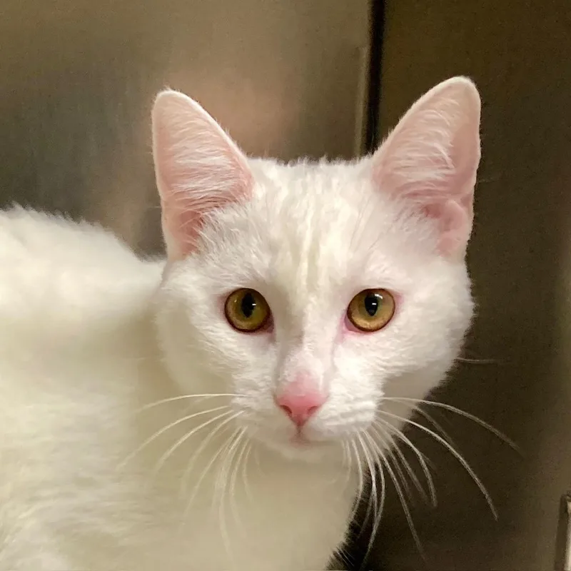 A young medium-sized male White Domestic Short Hair cat named Baymax for adoption in Camp Pendleton, CA