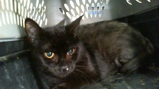 An adult medium-sized female Domestic Short Hair cat named Athena for adoption in Charlotte, NC