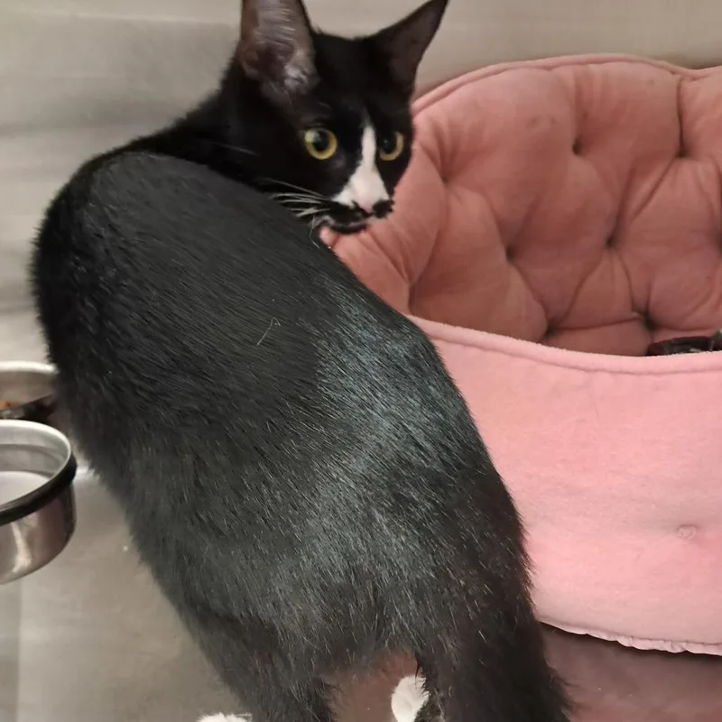 A young medium-sized female Domestic Short Hair cat named Jolene for adoption in East Smithfield , PA
