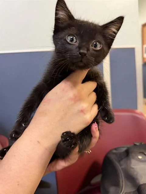 A baby small-sized male Domestic Short Hair cat named Vegeta for adoption in Miami, FL