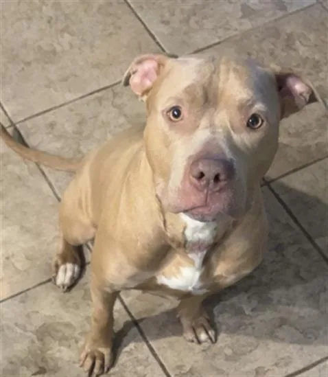An adult medium-sized female Pit Bull Terrier dog named Magnolia for adoption in Aliquippa, PA