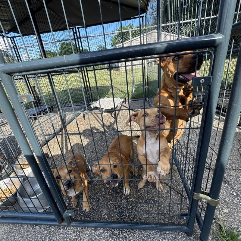 A young medium-sized male Brown / Chocolate Mixed Breed dog named Connor for adoption in Dillon, SC