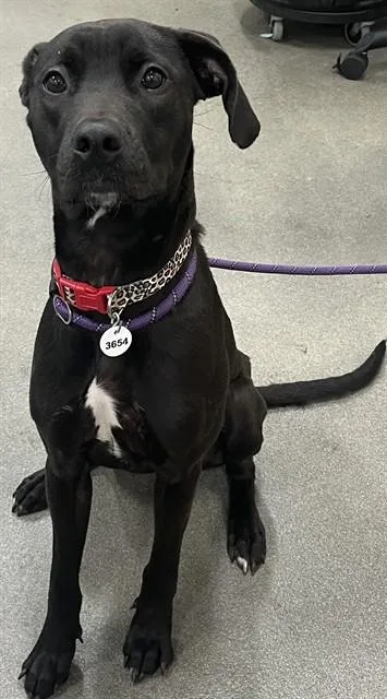 A young medium-sized female Labrador Retriever dog named Sy for adoption in Upper Marlboro, MD