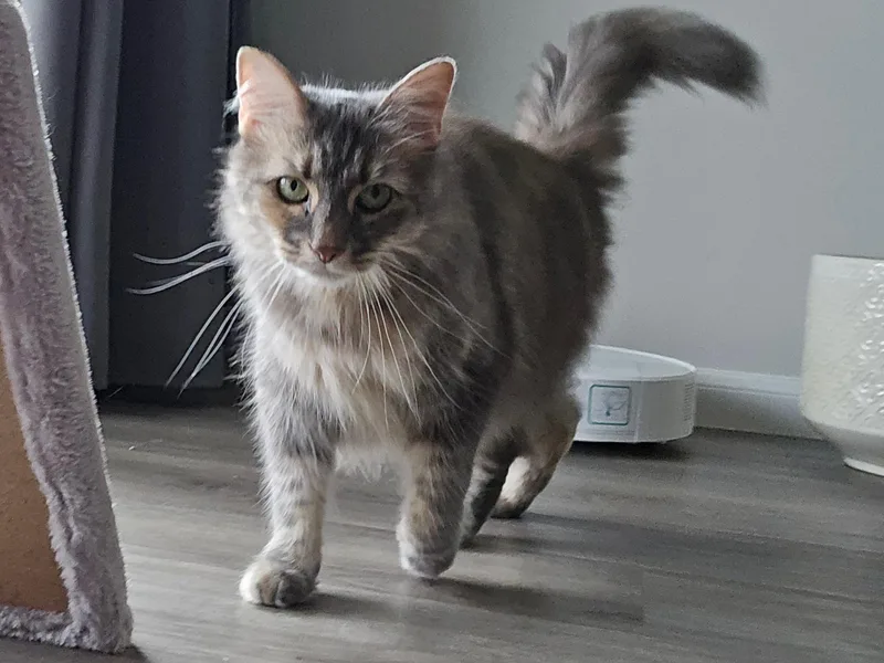 An adult large-sized female Dilute Tortoiseshell cat named Nala for adoption in Luling, TX