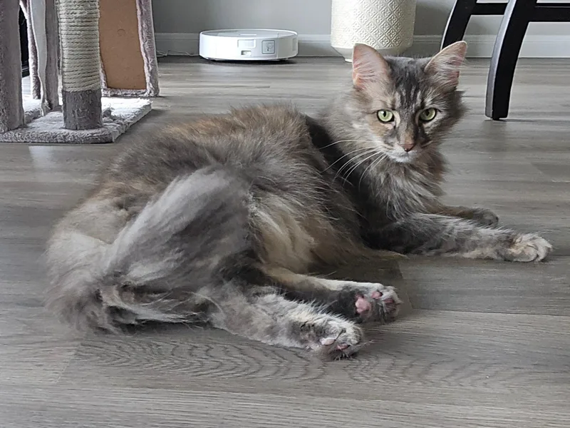 Nala thumbnail 2