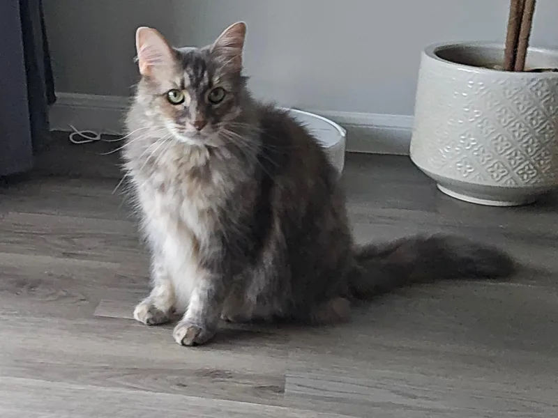 Nala thumbnail 3