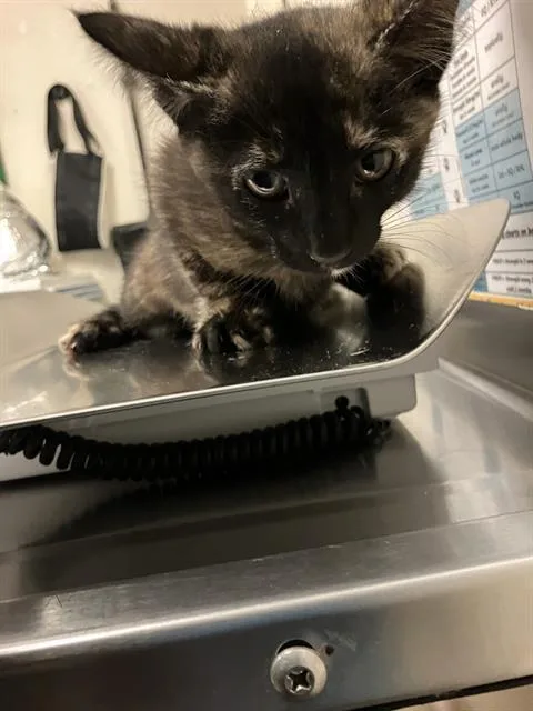 A baby small-sized female Domestic Short Hair cat named Canela for adoption in Long Beach, CA