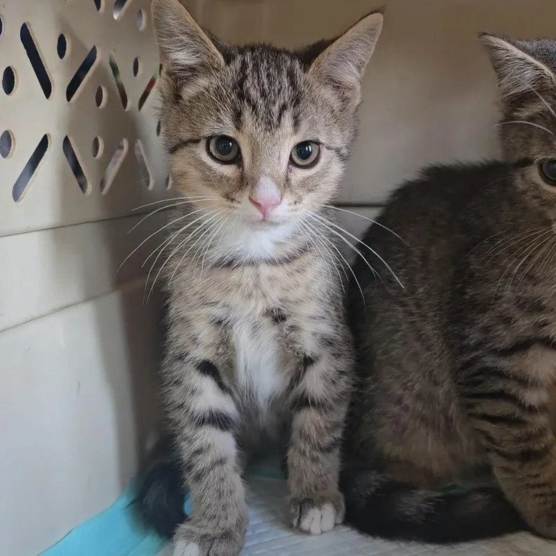 A baby small-sized male Brown / Chocolate Domestic Short Hair cat named Splash for adoption in Jarrettsville, MD