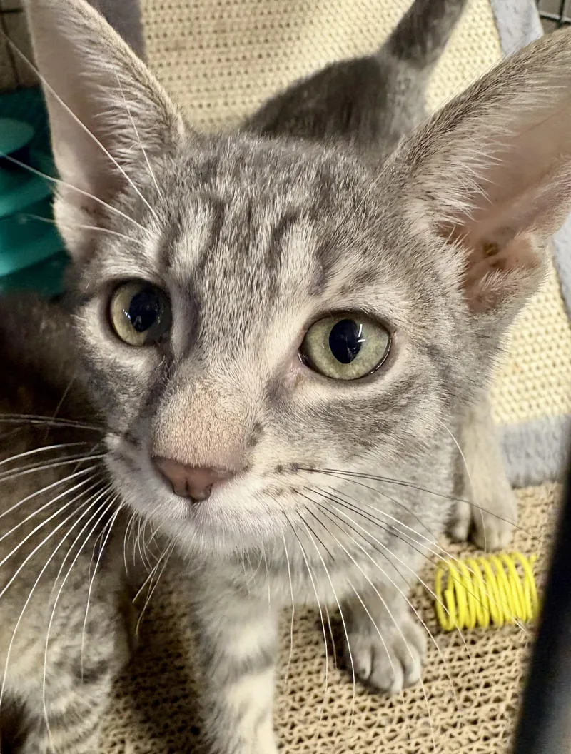 A baby medium-sized female Gray & White Tabby cat named Christie & Cindy L for adoption in New York, NY