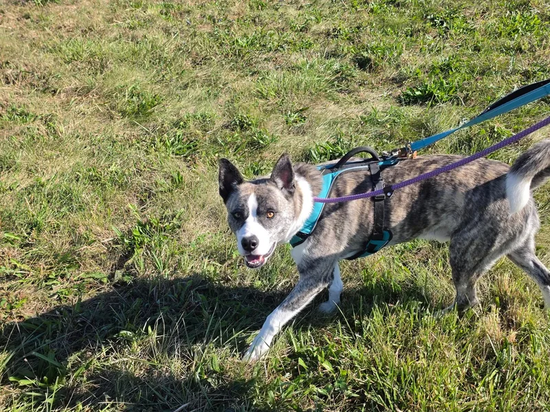 An adult large-sized male Akita dog named Moose for adoption in Chicago, IL