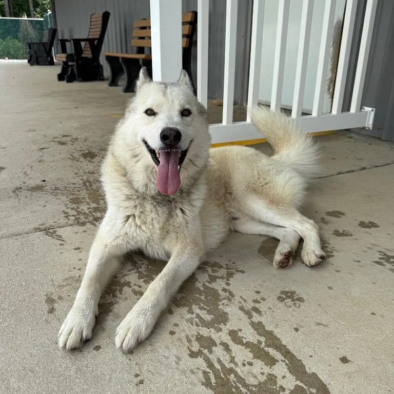 An adult small-sized male Mixed Breed dog named Sigh for adoption in Mount Gilead, NC