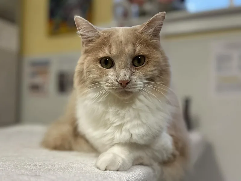 An adult medium-sized male Buff & White Domestic Long Hair cat named Peter Cottontail for adoption in Chattanooga, TN
