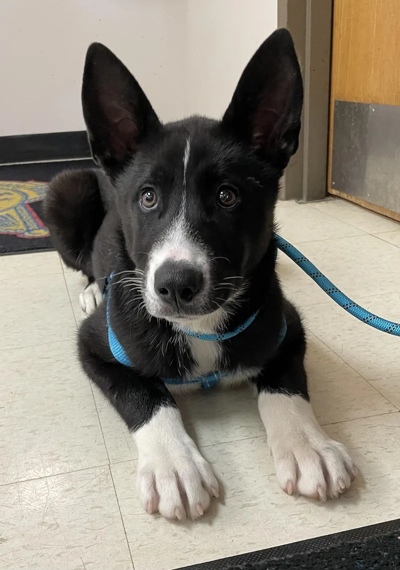 A baby large-sized female Black Shepherd dog named Rhea Hold for adoption in Canton, OH