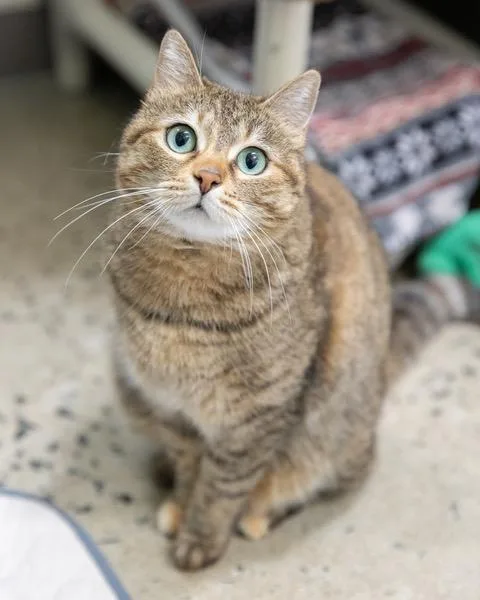 A senior medium-sized female Domestic Short Hair cat named Reese for adoption in Leesburg, VA