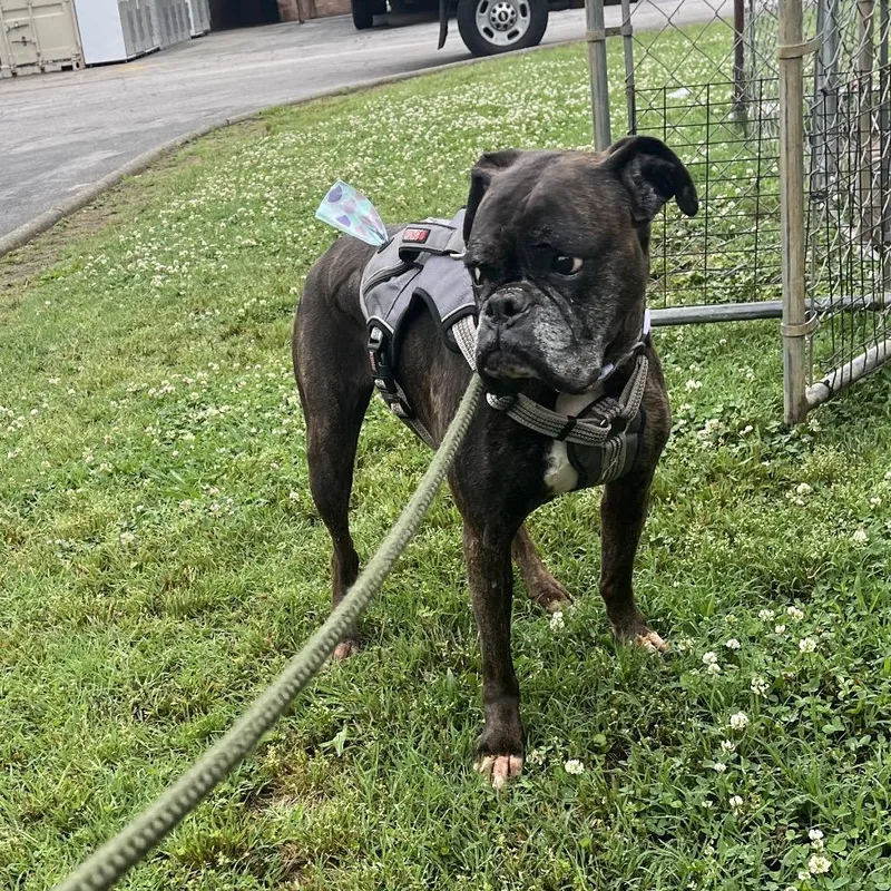An adult medium-sized female Brindle Mixed Breed dog named Kodak for adoption in Chattanooga, TN