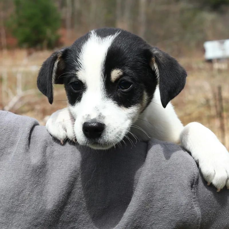 Ct Orca Avail Apr thumbnail 2