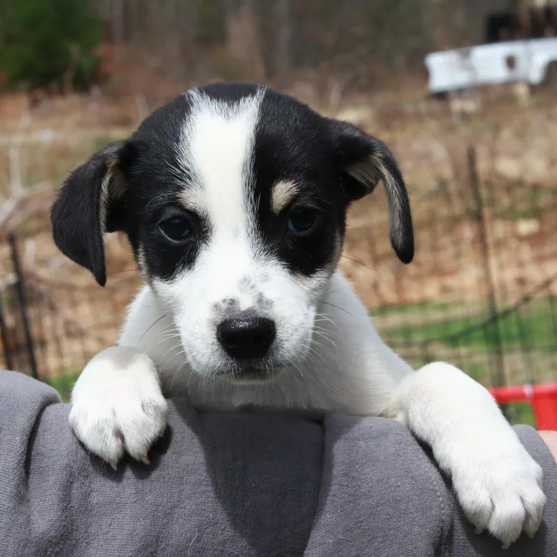 Ct Orca Avail Apr thumbnail 3