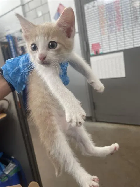A baby medium-sized male Domestic Short Hair cat named Griffen for adoption in Dallas, TX