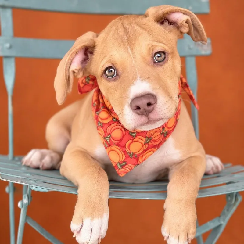 A baby medium-sized male Pit Bull Terrier dog named Cheeky Monkey for adoption in Cranston, RI