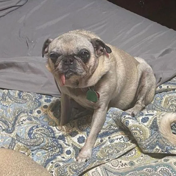 An adult small-sized female Yellow / Tan / Blond / Fawn Pug dog named Dena for adoption in Alvin, TX