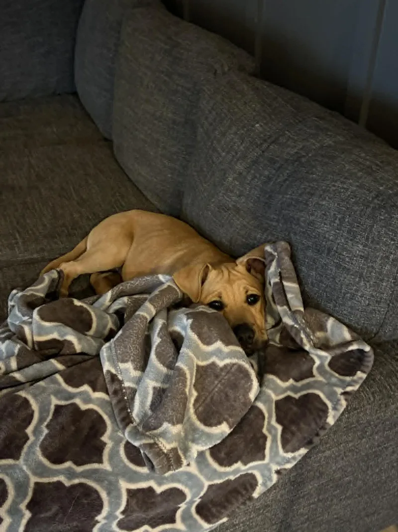 A baby medium-sized male Yellow / Tan / Blond / Fawn Mixed Breed dog named Benny for adoption in Indianapolis, IN