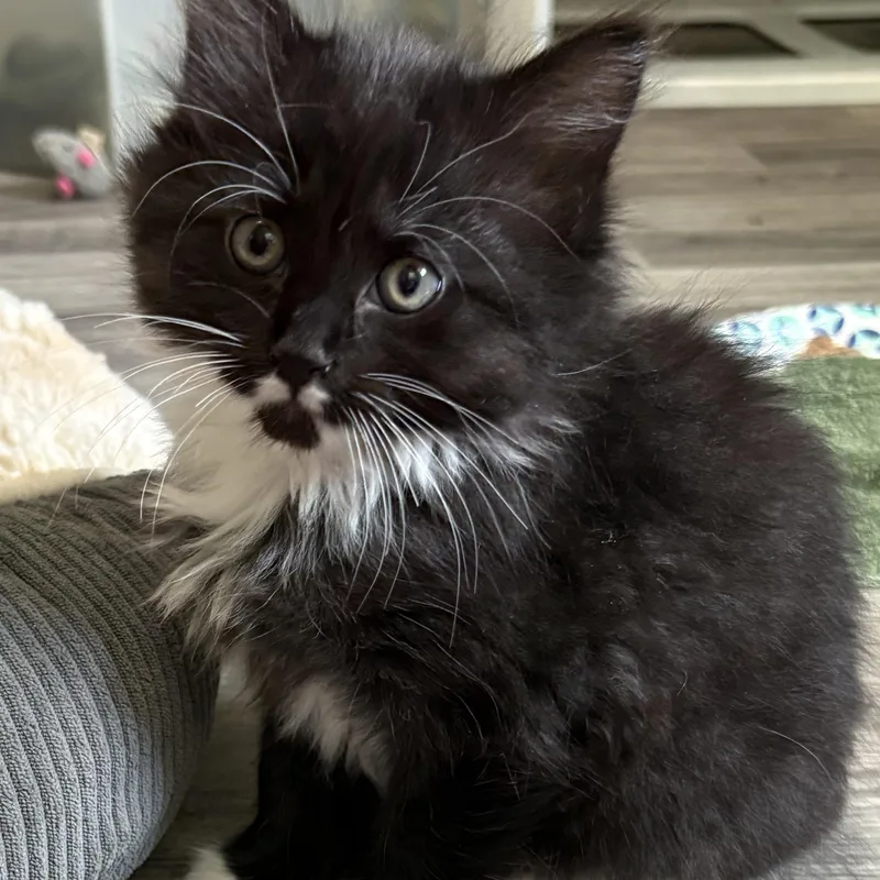 A baby large-sized female Black & White / Tuxedo Domestic Long Hair cat named Phantom for adoption in Geneseo, IL