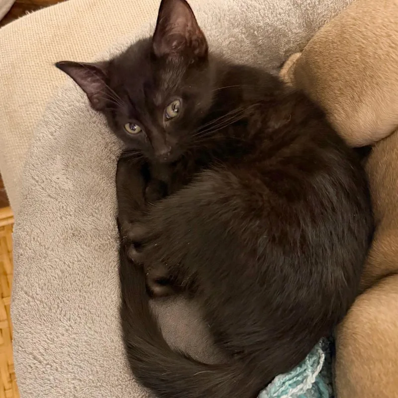 A baby small-sized male Black Domestic Short Hair cat named Noah for adoption in Cincinnati, OH